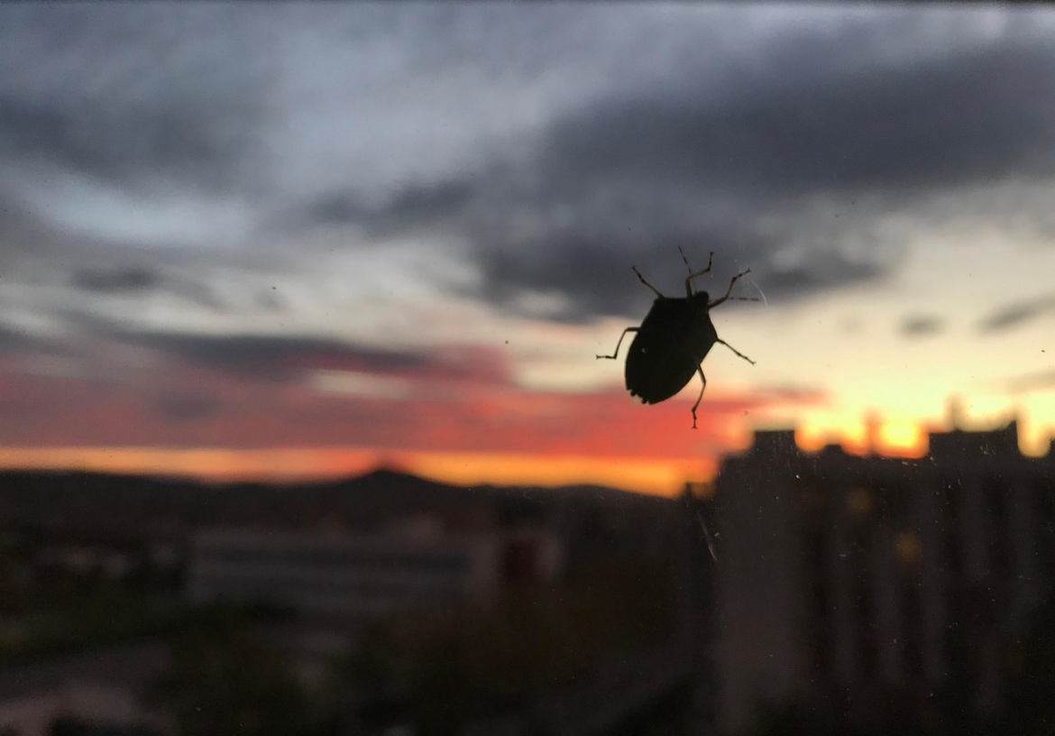 Simple Ways to Keep Household Pests From Settling In